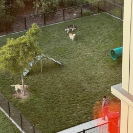 A bird's-eye view of some four-legged fun at the Dog Park!  A bird's-eye view of some four-legged fun at the Dog Park!